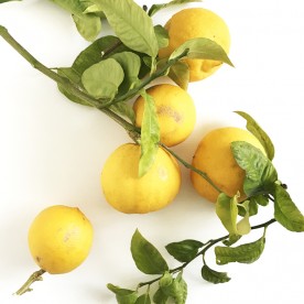 Bergamotto frutto fresco